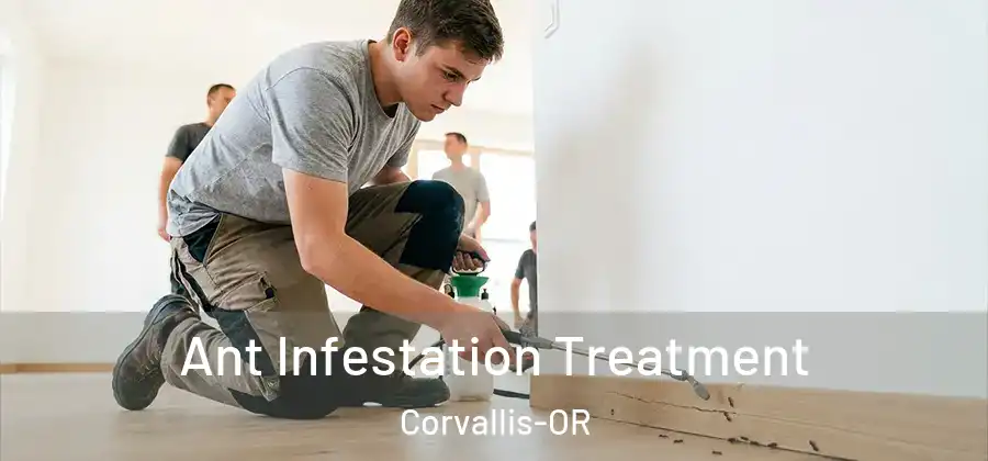  Ant Infestation Treatment Corvallis-OR