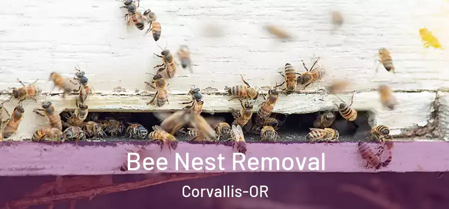  Bee Nest Removal Corvallis-OR