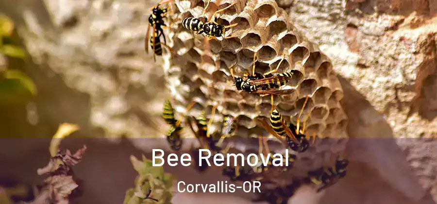  Bee Removal Corvallis-OR