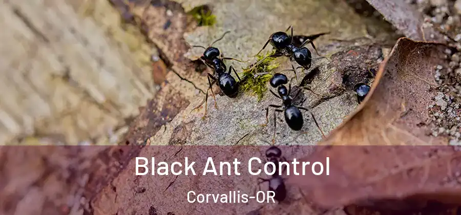  Black Ant Control Corvallis-OR