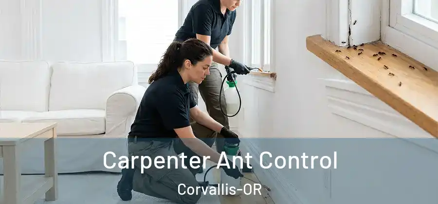  Carpenter Ant Control Corvallis-OR