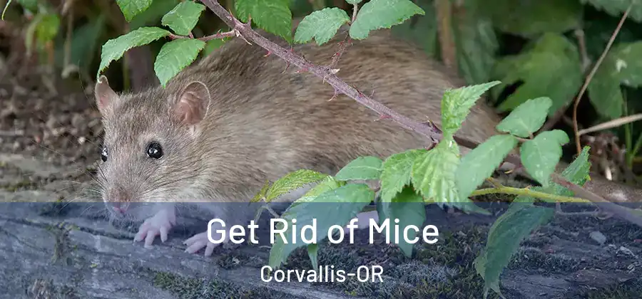 Get Rid of Mice Corvallis-OR