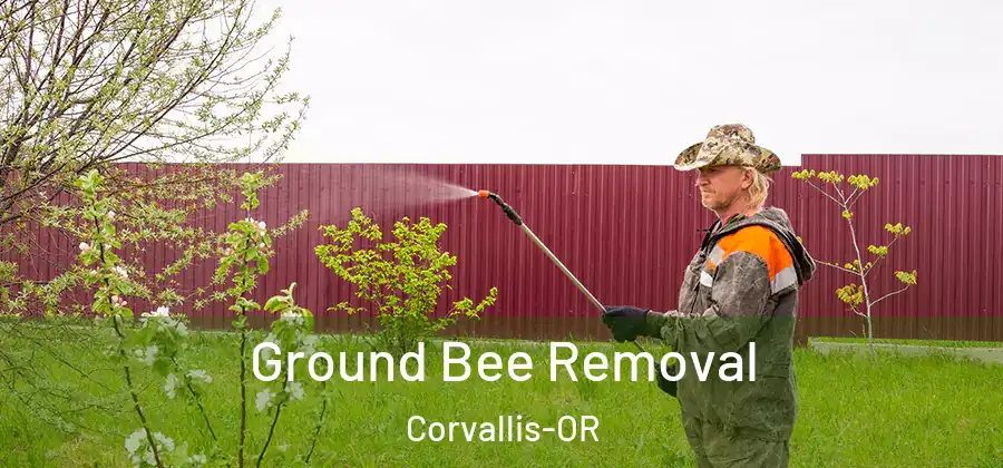 Ground Bee Removal Corvallis-OR