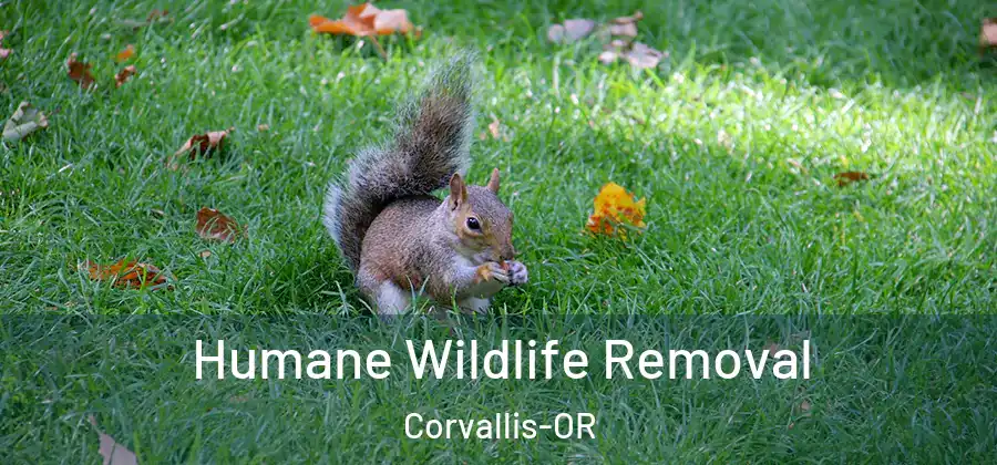  Humane Wildlife Removal Corvallis-OR