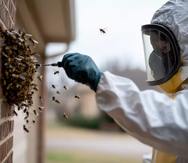 Your Bee Removal Company in Corvallis, OR