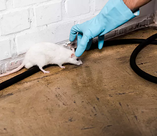 Your Pest Control Partner in Corvallis, OR