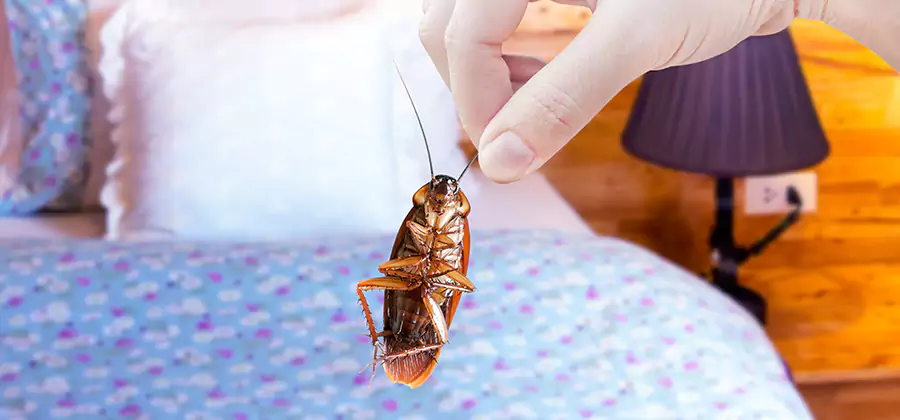 Fast Roach Elimination in Corvallis