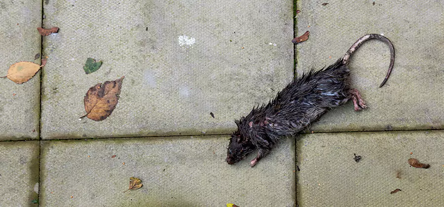 Mice in the Attic Removal in Corvallis