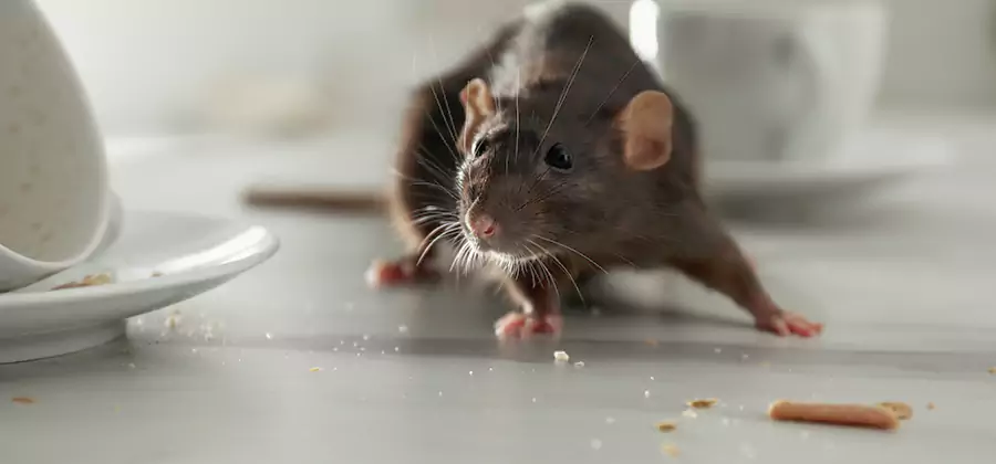 Rodent Feces Removal in Corvallis