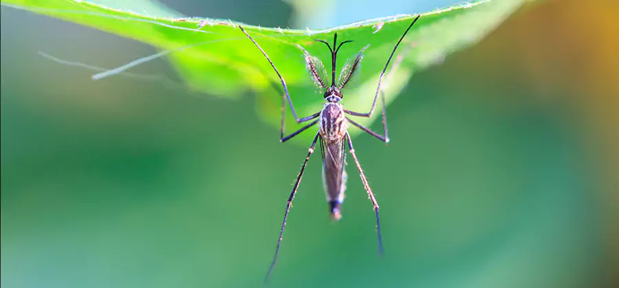 Pest and Mosquito Control for Yard and Patio in Corvallis