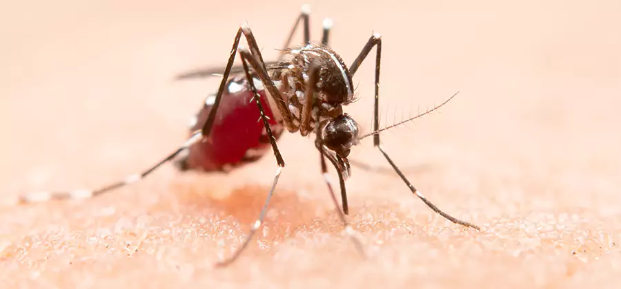 Pond Mosquito Control and Water Treatment in Corvallis