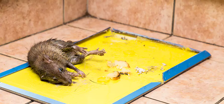 Rat Trapping Service In Corvallis