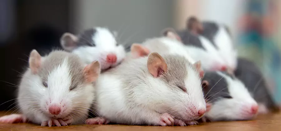 Rat Infestation Exclusion Service in Corvallis