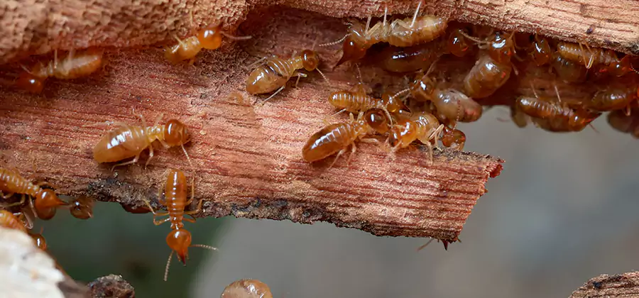 Perimeter Soil Termite Treatment in Corvallis