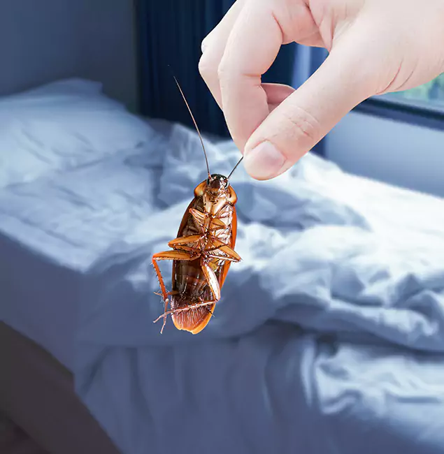 Why Choose Corvallis Pest Control Pro for Bed Bug Extermination in Corvallis, OR?