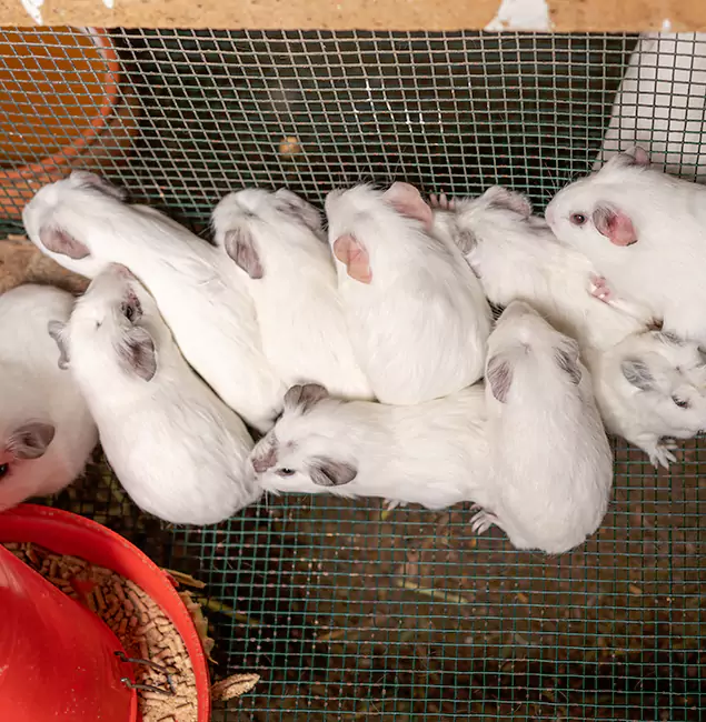 Why Choose Corvallis Pest Control Pro for Rat Infestation in Corvallis, OR?