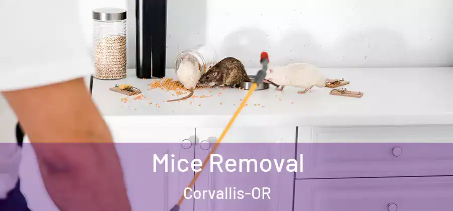  Mice Removal Corvallis-OR