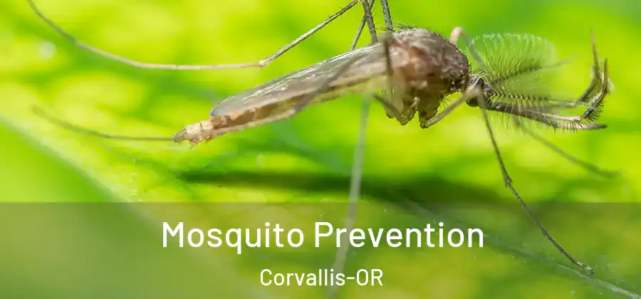  Mosquito Prevention Corvallis-OR
