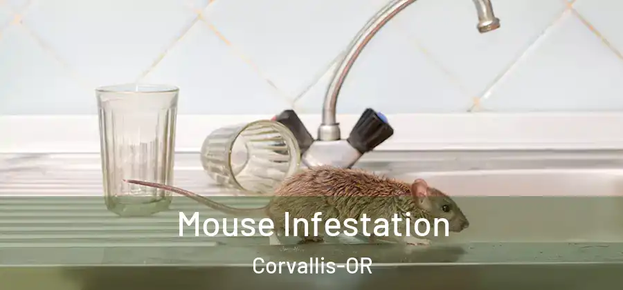 Mouse Infestation Corvallis-OR