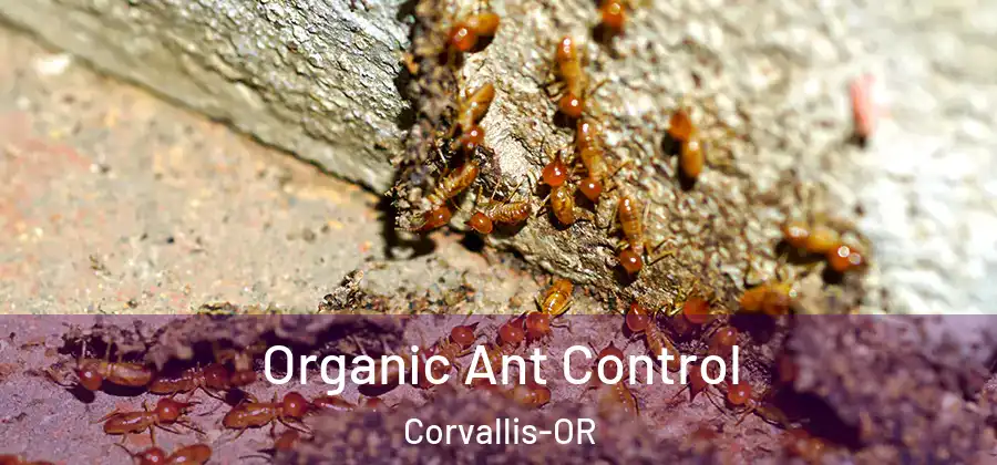  Organic Ant Control Corvallis-OR
