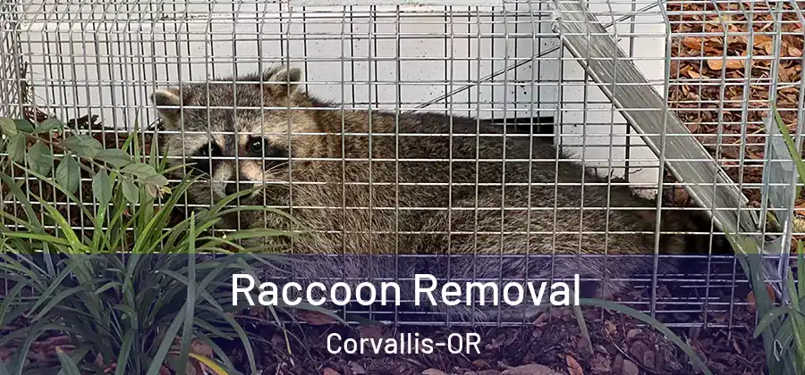  Raccoon Removal Corvallis-OR
