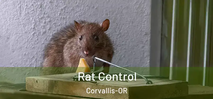 Rat Control Corvallis-OR