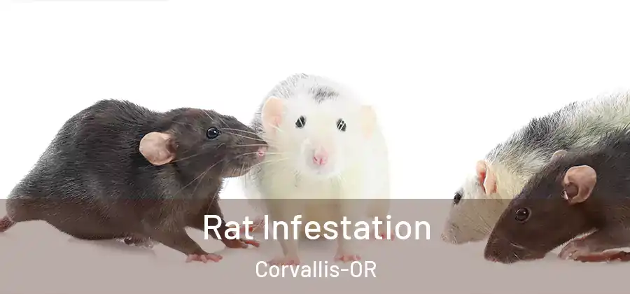  Rat Infestation Corvallis-OR