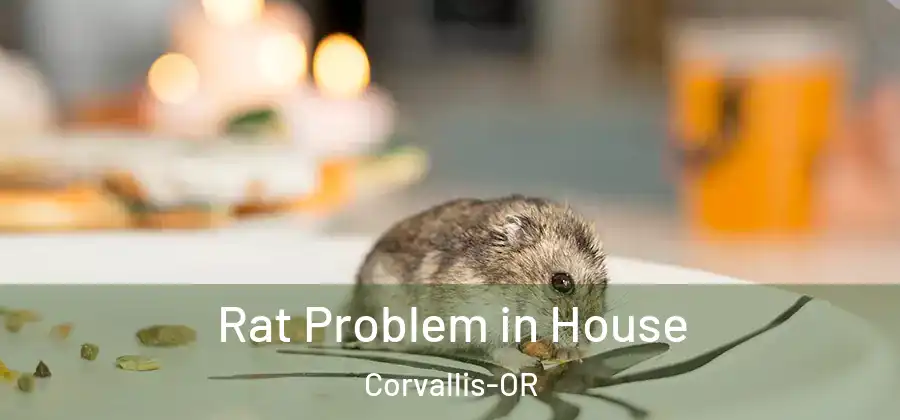  Rat Problem in House Corvallis-OR