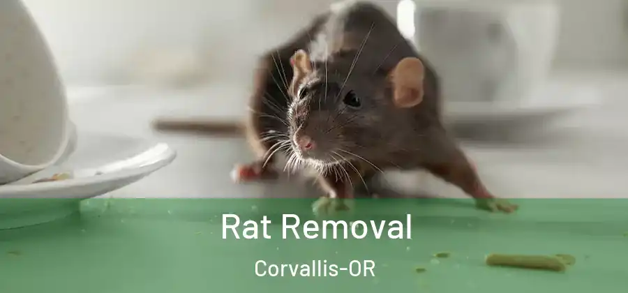  Rat Removal Corvallis-OR