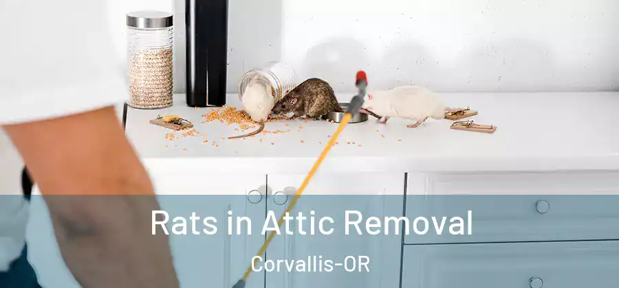 Rats in Attic Removal Corvallis-OR