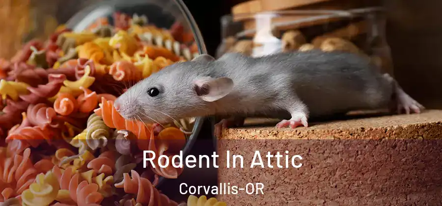 Rodent In Attic Corvallis-OR