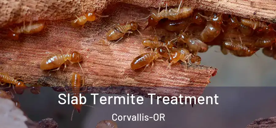 Slab Termite Treatment Corvallis-OR