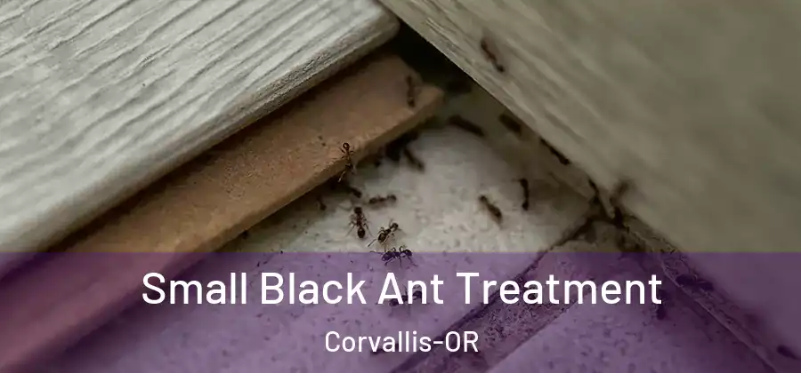  Small Black Ant Treatment Corvallis-OR