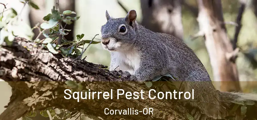  Squirrel Pest Control Corvallis-OR