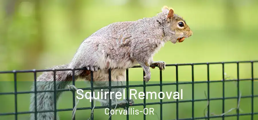  Squirrel Removal Corvallis-OR
