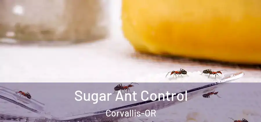  Sugar Ant Control Corvallis-OR