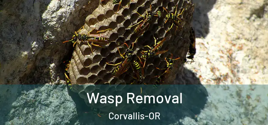  Wasp Removal Corvallis-OR