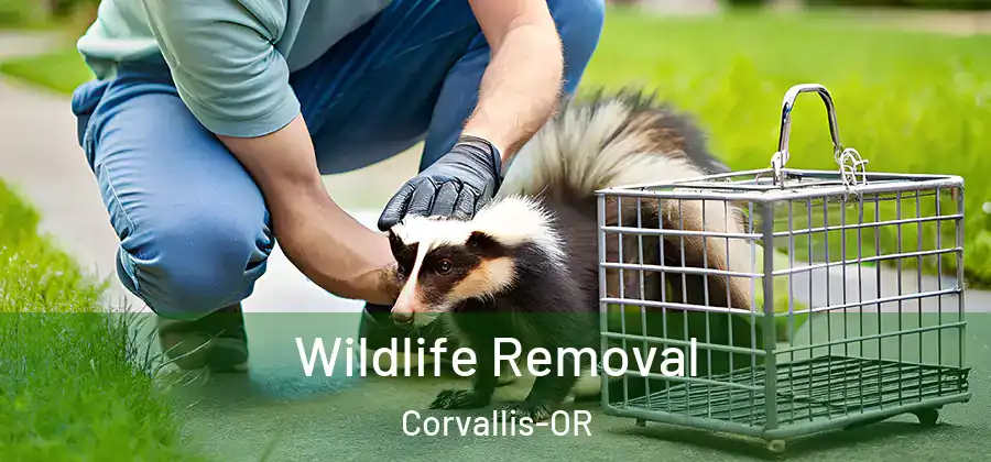  Wildlife Removal Corvallis-OR