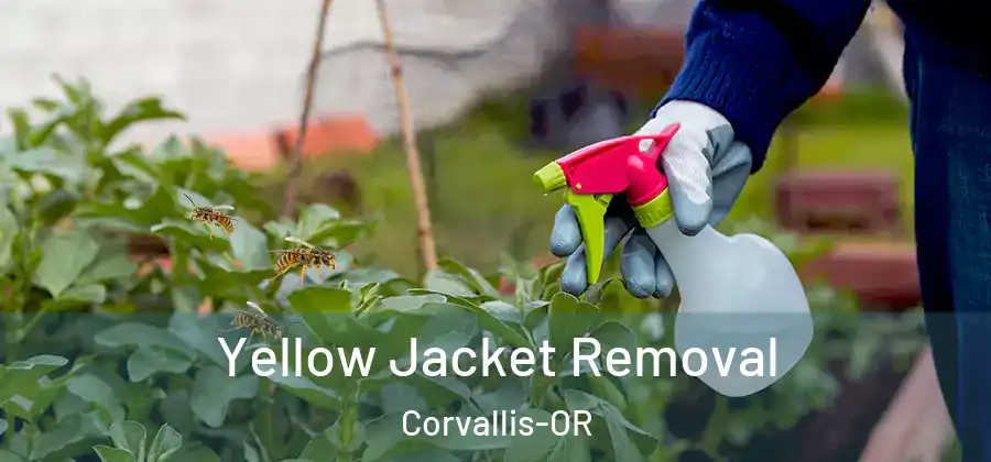 Yellow Jacket Removal Corvallis-OR
